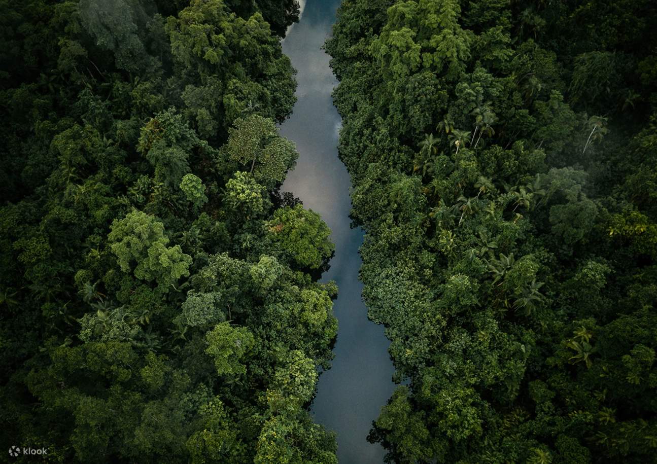 foresta pluviale di daintree