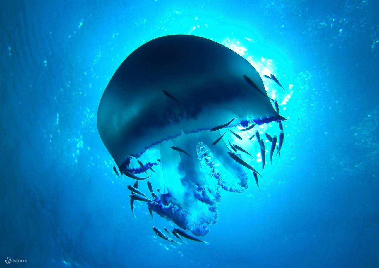 หลักสูตรดำน้ำเบื้องต้น (Open Water Diver) จากสถาบัน PADI