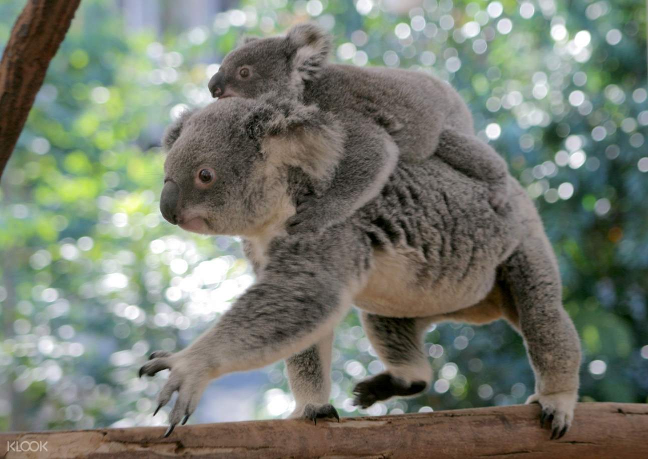 River Cruise With Lone Pine Koala Sanctuary Admission In Brisbane Queensland Australia Klook Us 5779