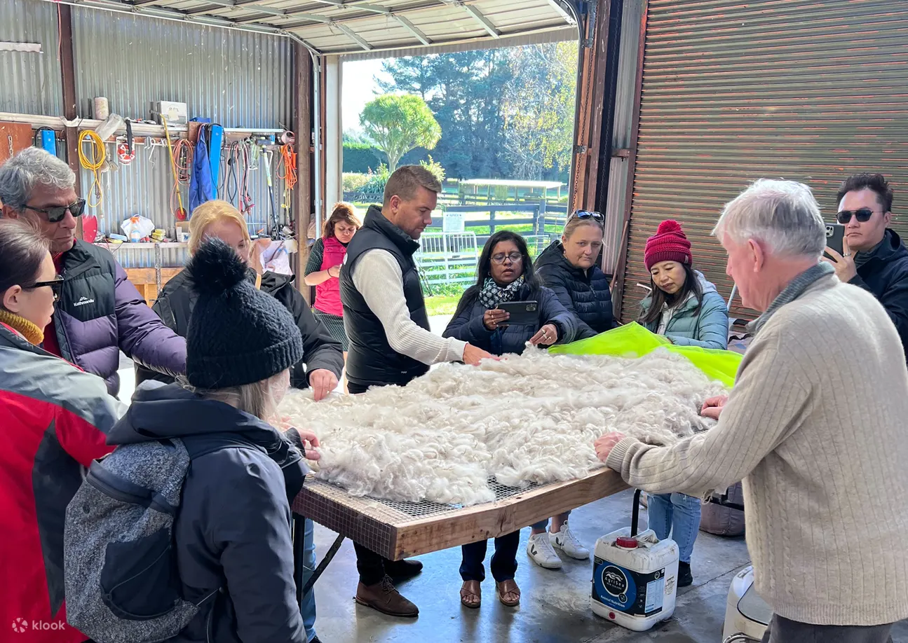 羊驼农场之旅 - Silverstream Alpaca - Kaiapoi