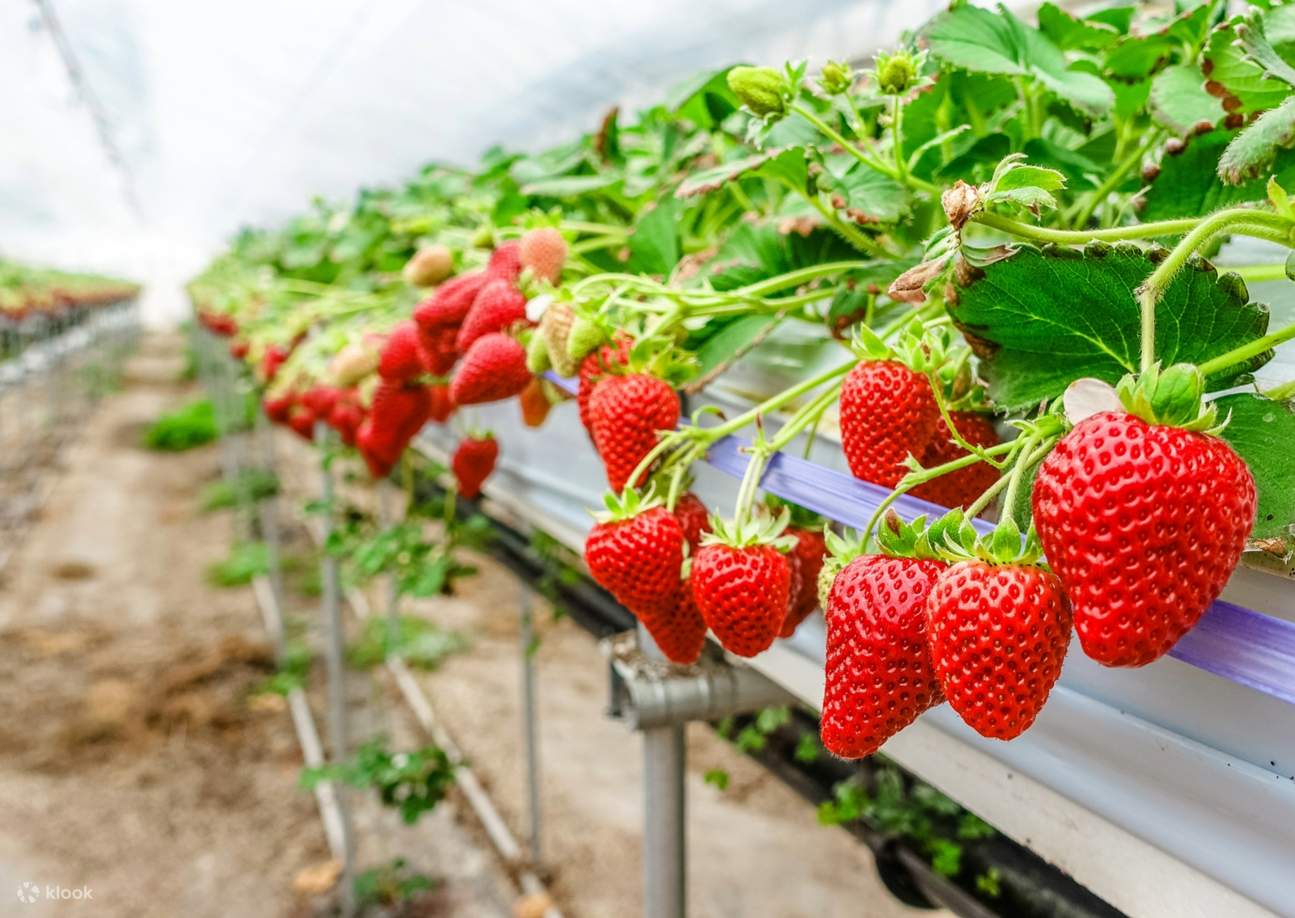 Strawberry Picking Experience and Seoul Day Trip - Klook Γtats-Unis