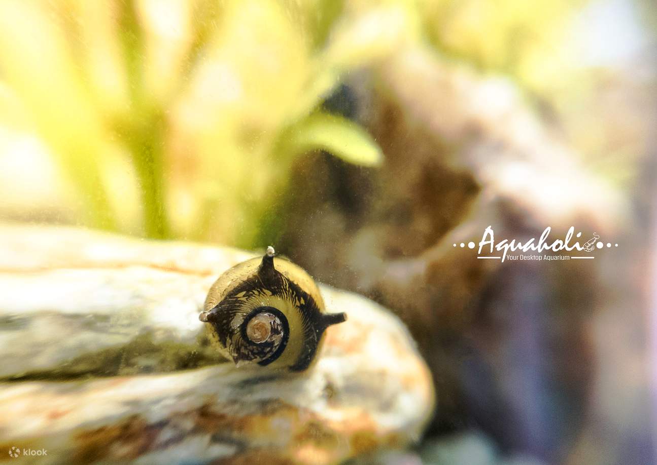 Concept X Plus - 미니 빌딩 블록 에코 아쿠아리움