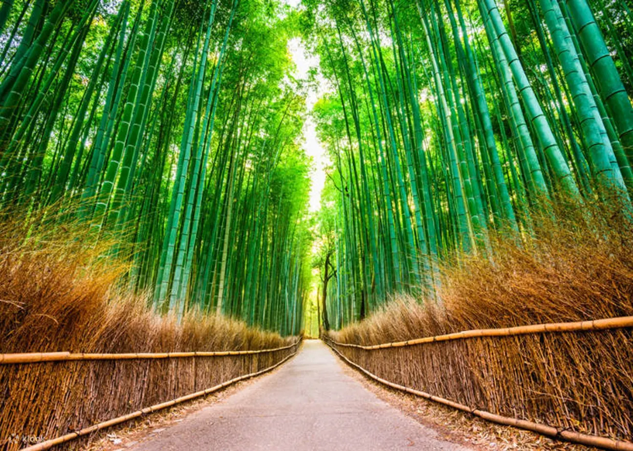 Arashiyama Bamboo Grove, Kinkaku-ji TempleSenbon Torii, Nara Park+