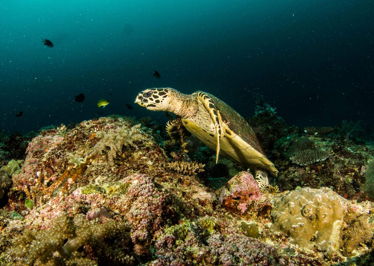 Penyu semasa menyelam.