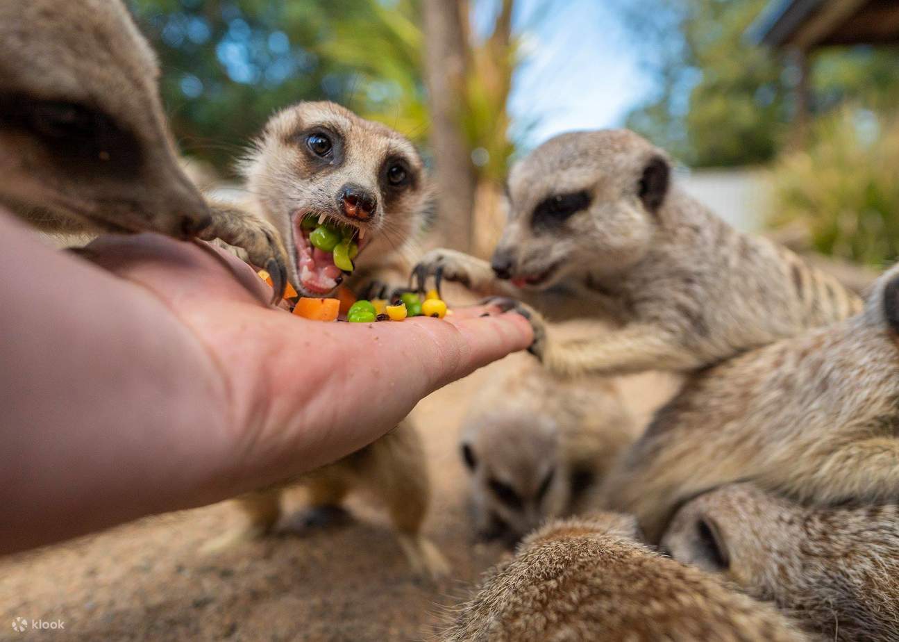 Symbio Wildlife Park Admission in Sydney Klook