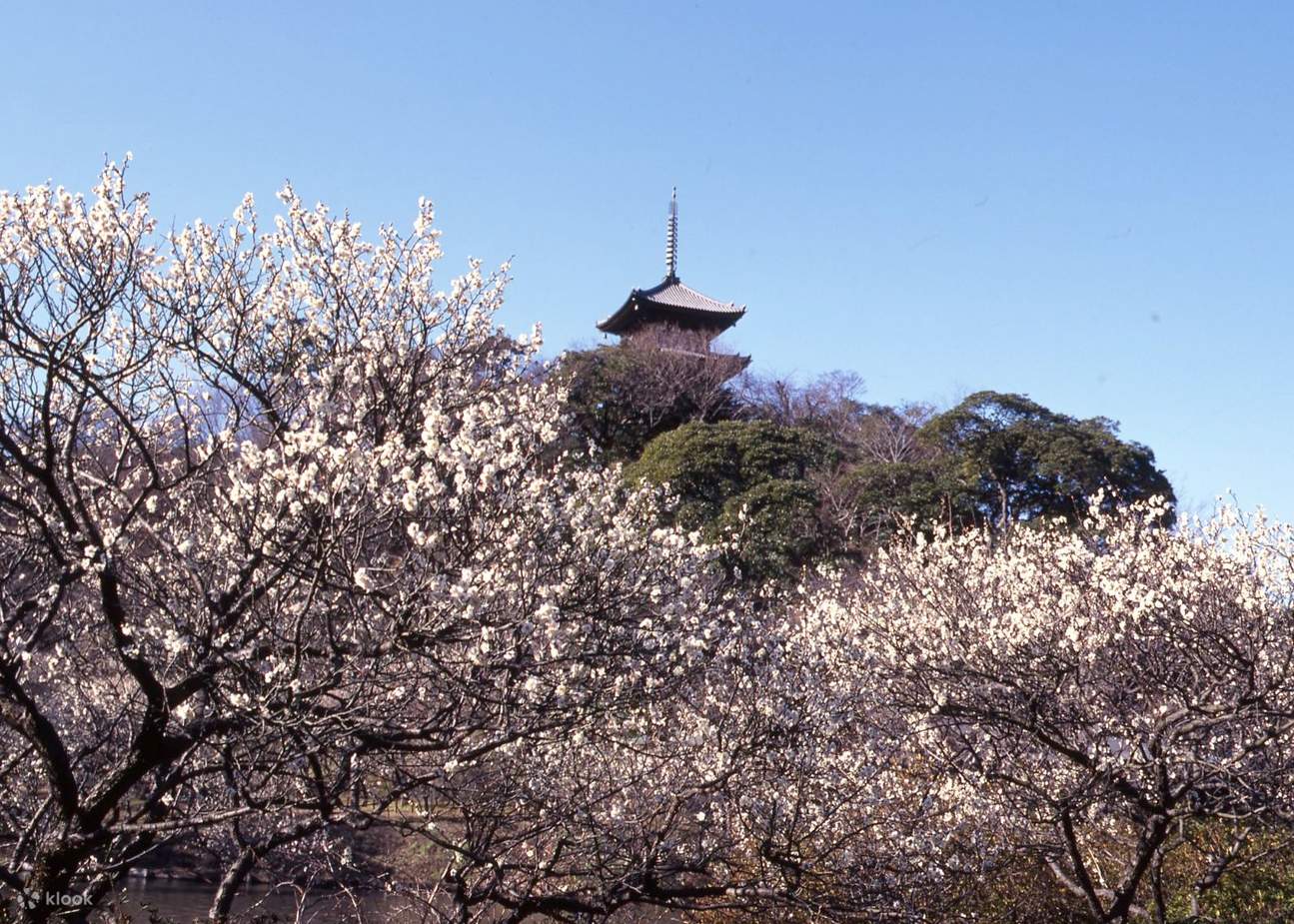 three-story pagoda with sakura