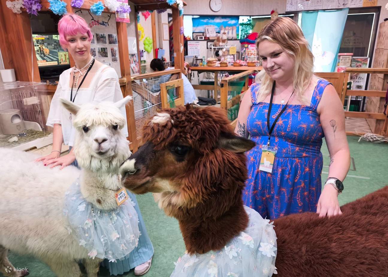 Vùng đất Alpaca Fureai