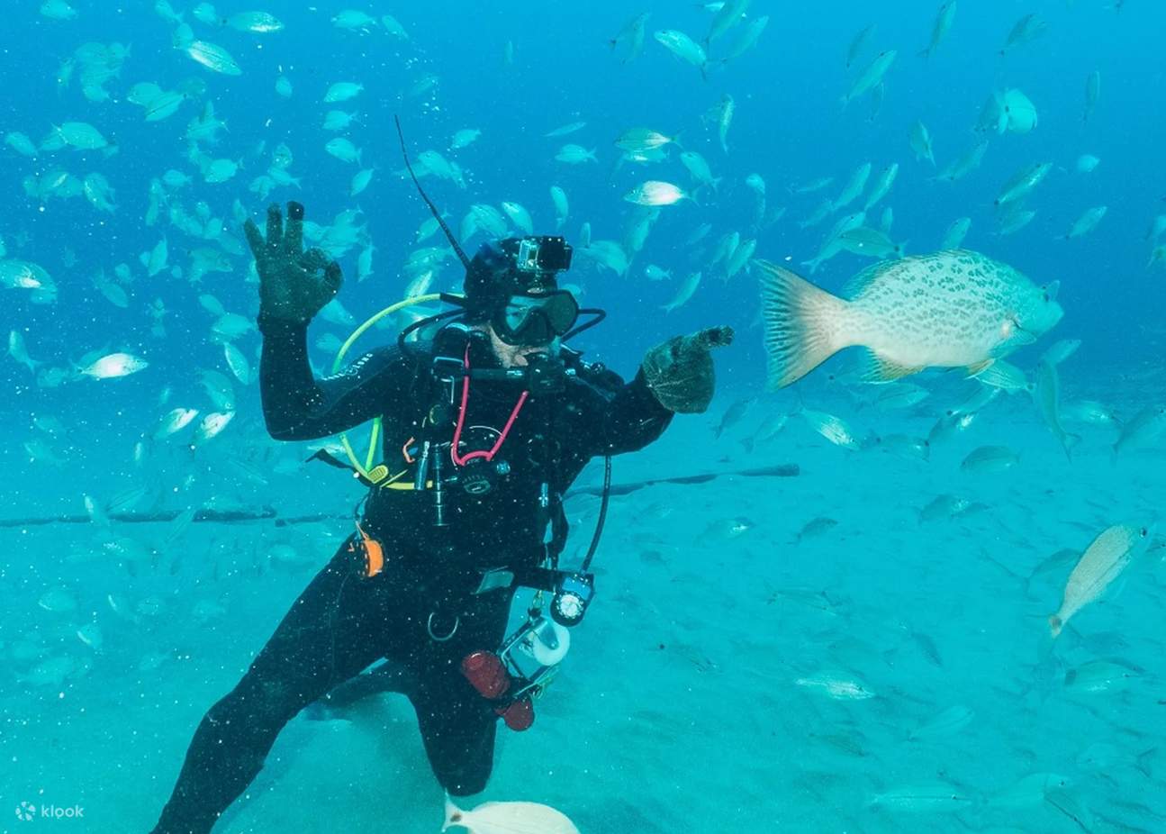 PADI Enriched Air Diver in Florida with PADI 5 Star IDC Klook