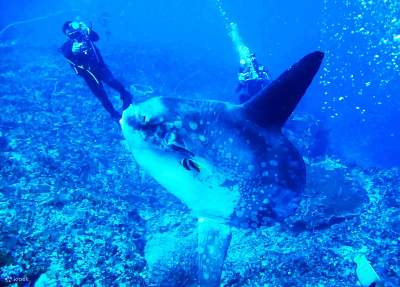 努沙佩尼达蝠鲼点 (Nusa Penida Manta Point) 三次潜水