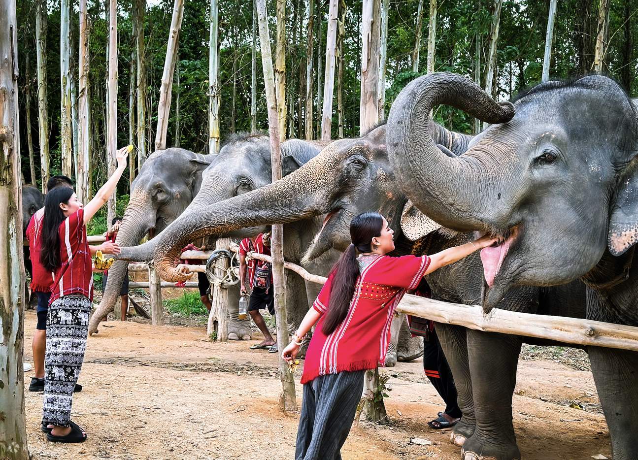 吉雀大象家庭布吉保护区半日游