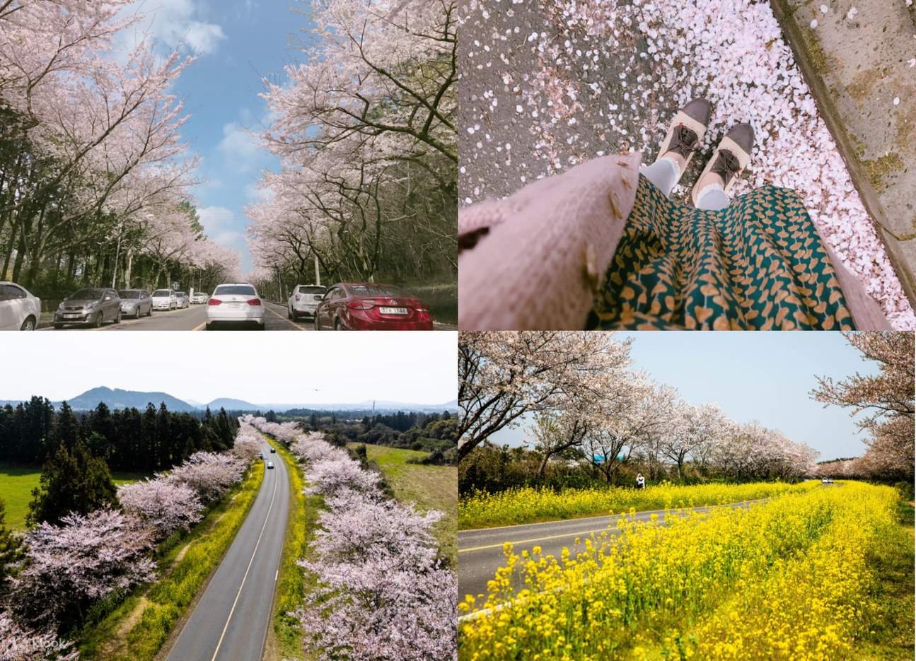 Jeju Private Car Charter with Local Expert Driver-Guide