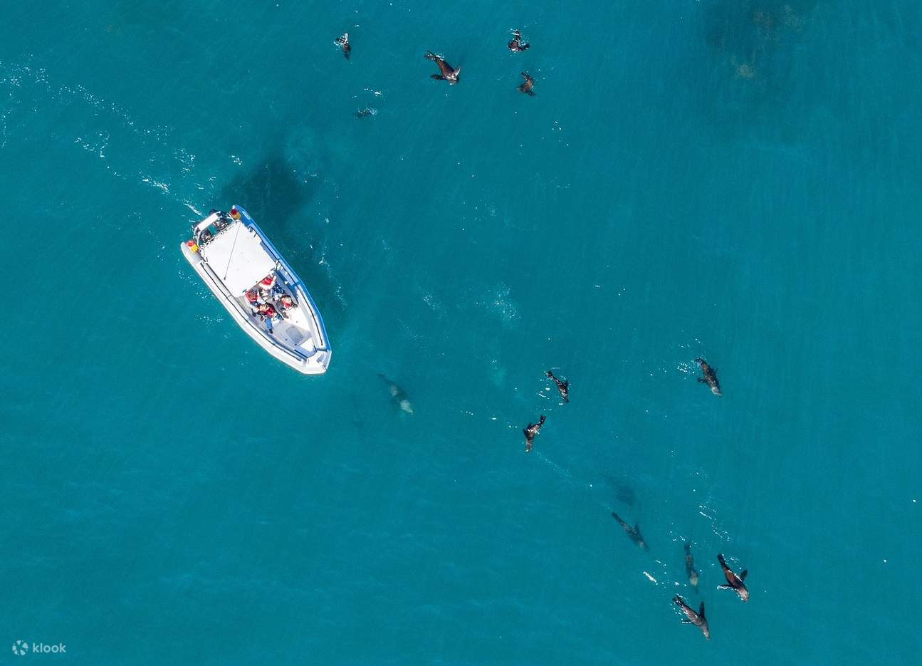 Pertemuan Hidupan Liar Lautan
