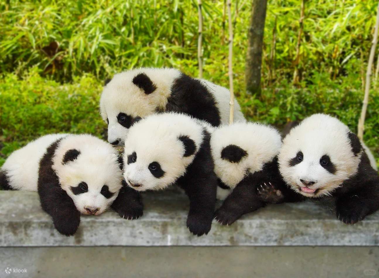 Chengdu Research Base of Giant Panda Breeding Leshan Giant Buddha One ...