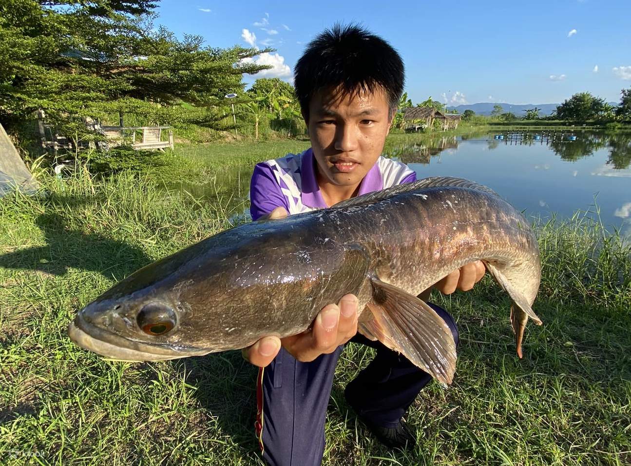 치앙마이 메콩 자이언트 메기 낚시 투어