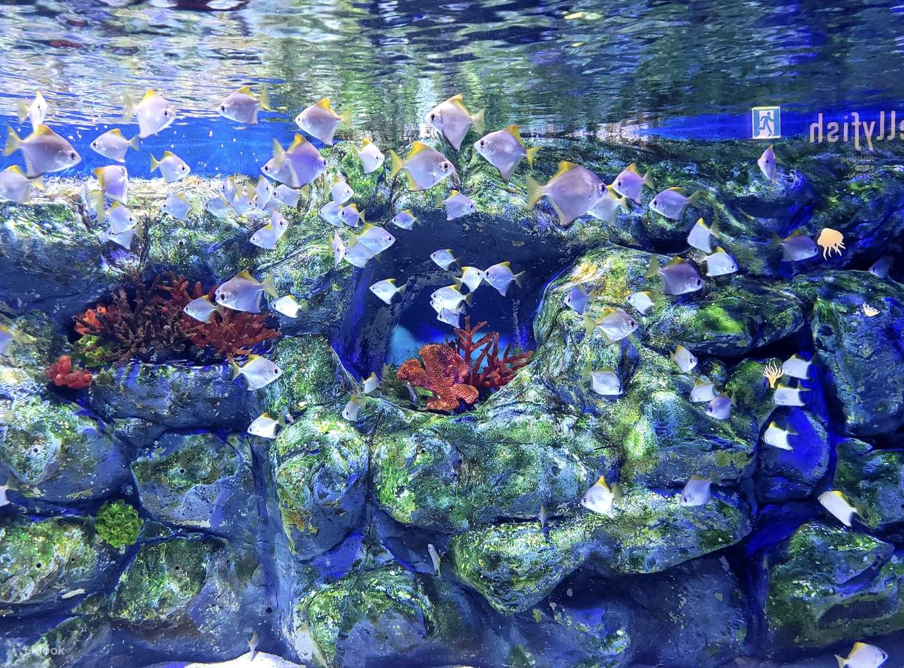 Lotte World Aquarium