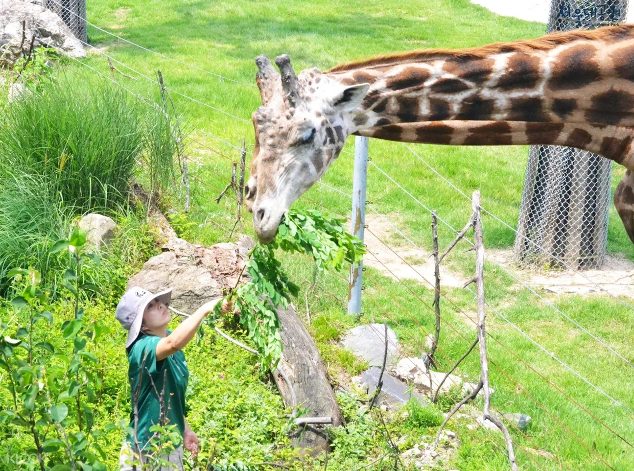 首爾樂園& 首爾動物園優惠套票