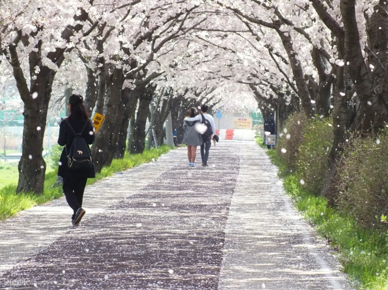 三樂生態公園,釜山賞櫻,大邱賞櫻,韓國賞櫻勝地,韓國賞櫻推薦地點,釜山春季櫻花,韓國櫻花