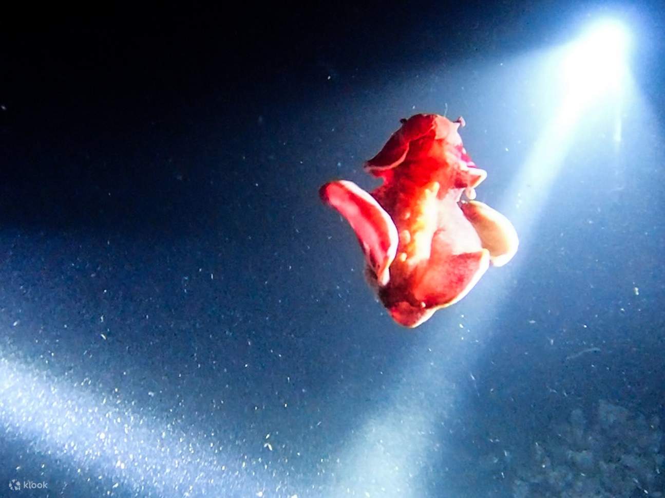 澎湖 忘憂島ナイトステイ：無人島1泊2食＆昼夜シュノーケリング＆神秘的な夜光砂とサンゴ礁生態＆テント不要の島嶼キャンプ＆砂浜の篝火星空ナイト