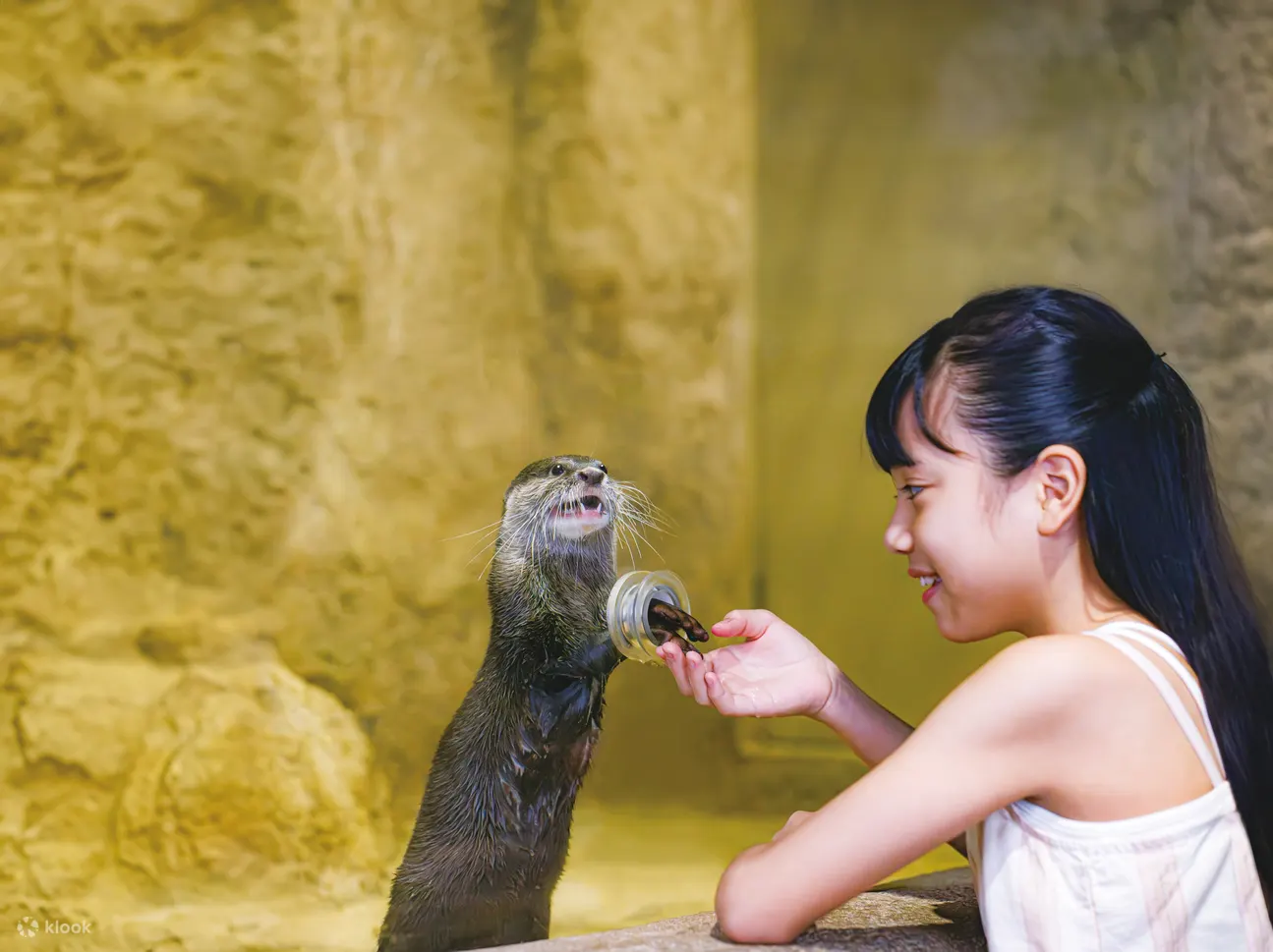 冲绳 DMM Kariyushi 水族馆门票