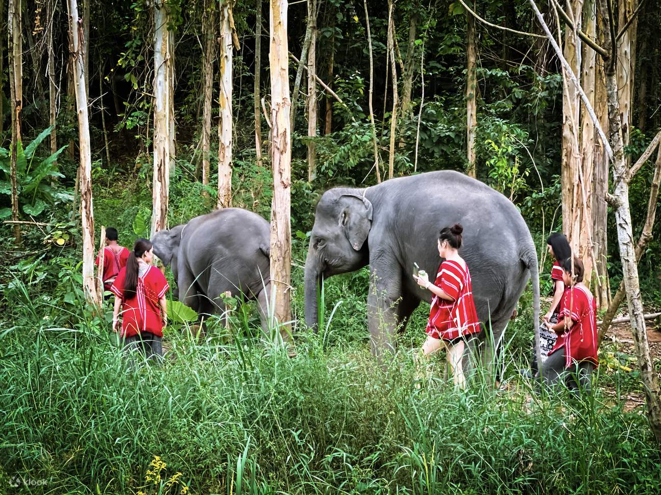 吉雀大象家庭布吉保护区半日游