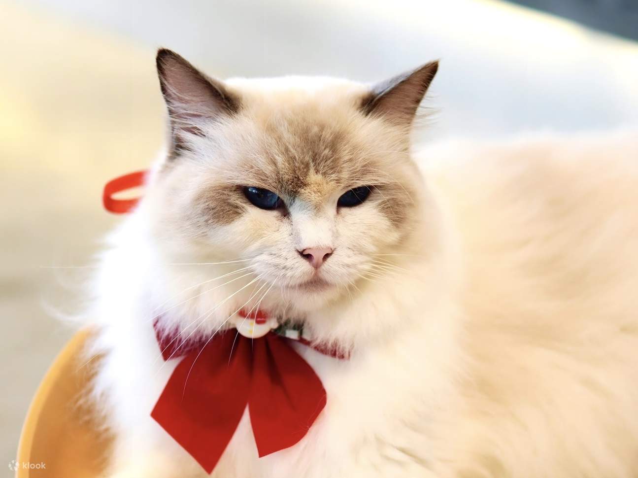 HOME by tales of paws 貓咪咖啡廳