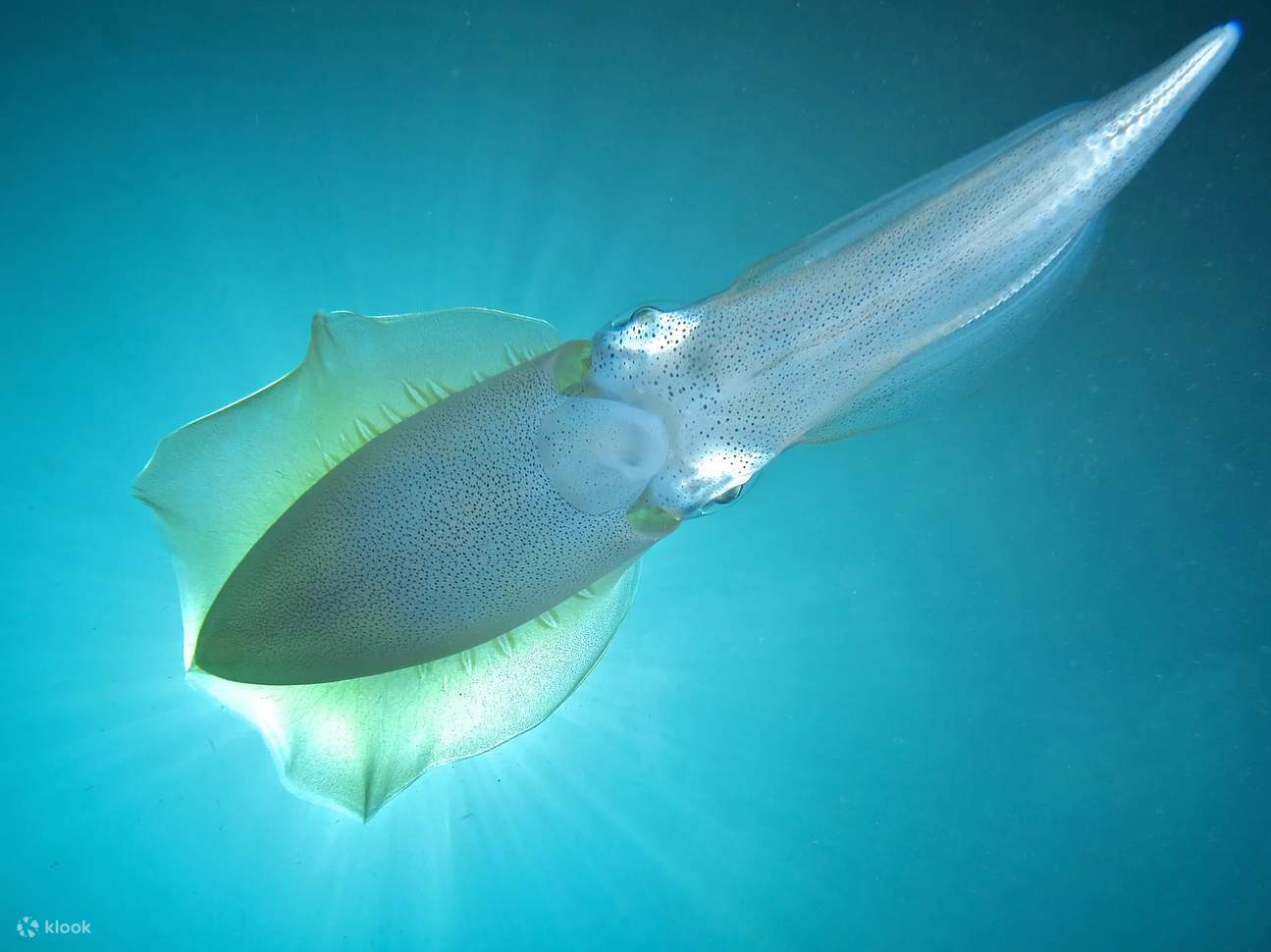 Ammira la misteriosa danza dei calamari che scivolano nelle acque di Mabul, uno spettacolo affascinante durante il tuo Corso Avanzato.