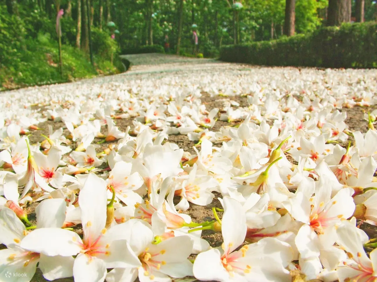 西湖渡假村-桐花祭