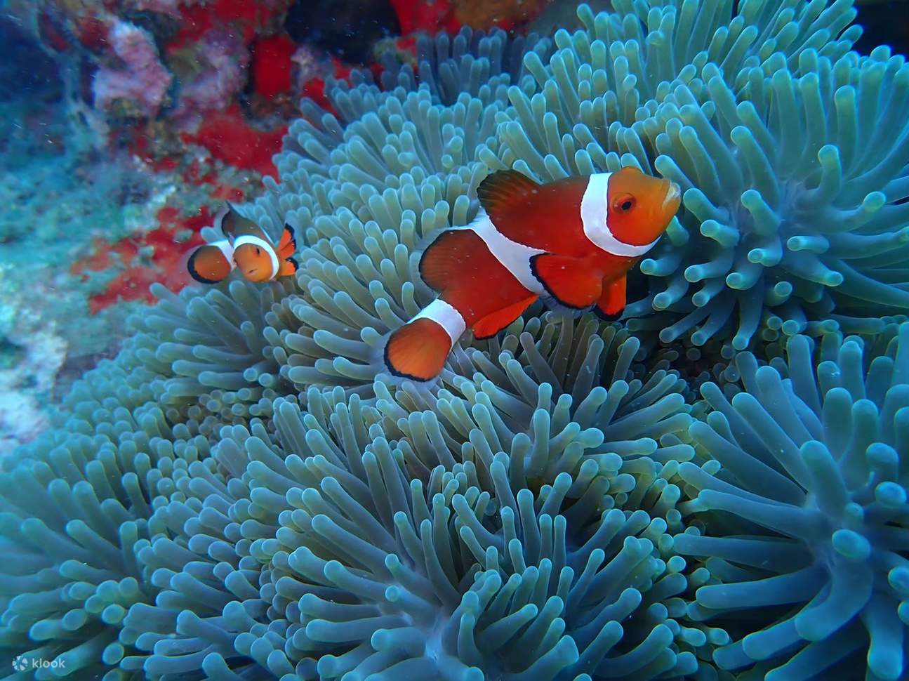 Lặn biển bằng bình khí