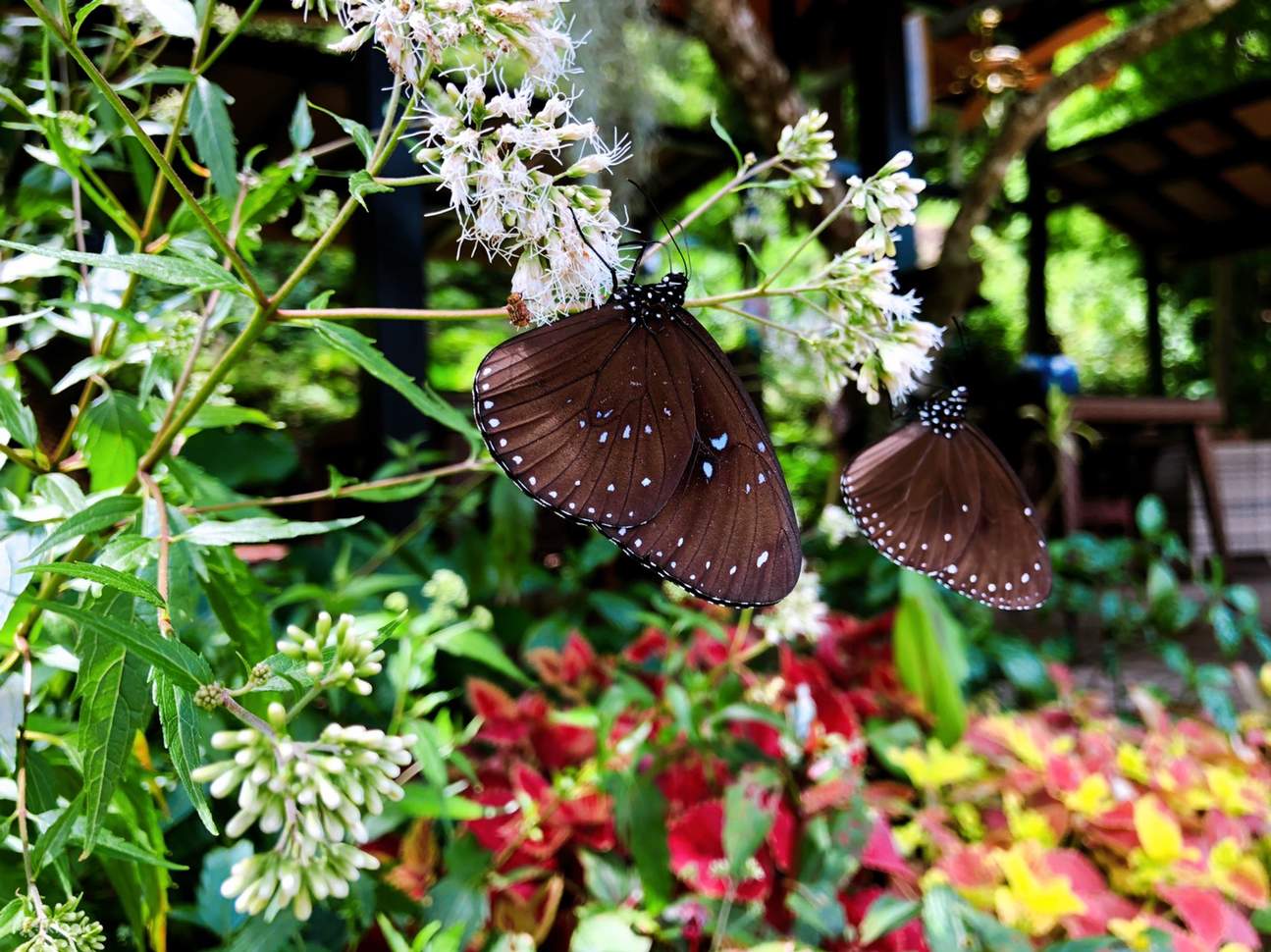 Парк бабочек