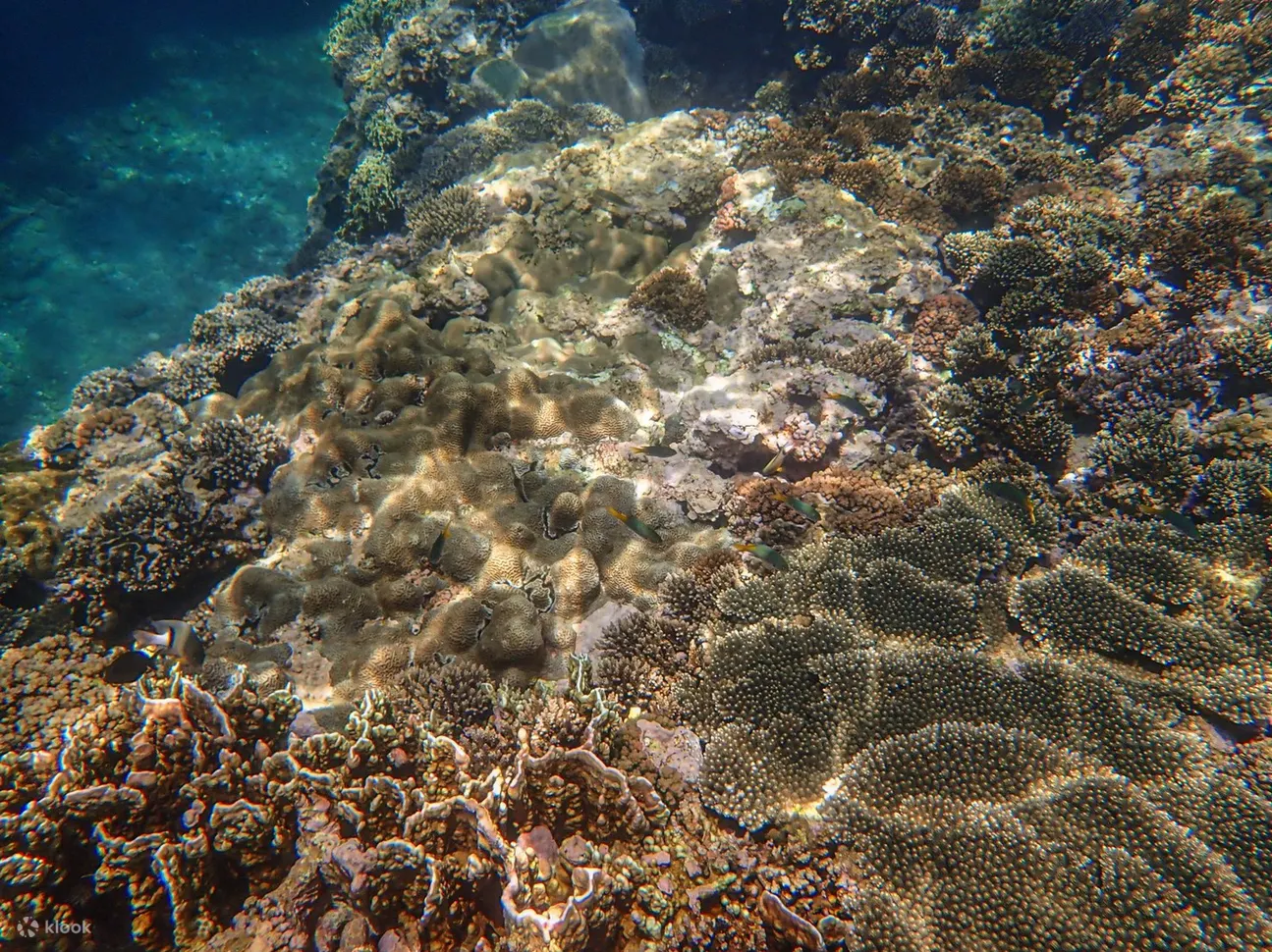 石梯坪浮潜体验
