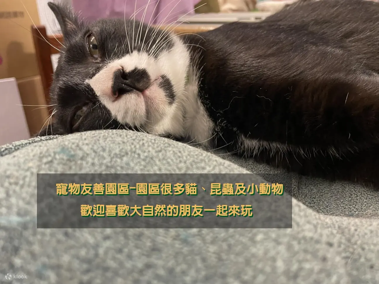 静月居