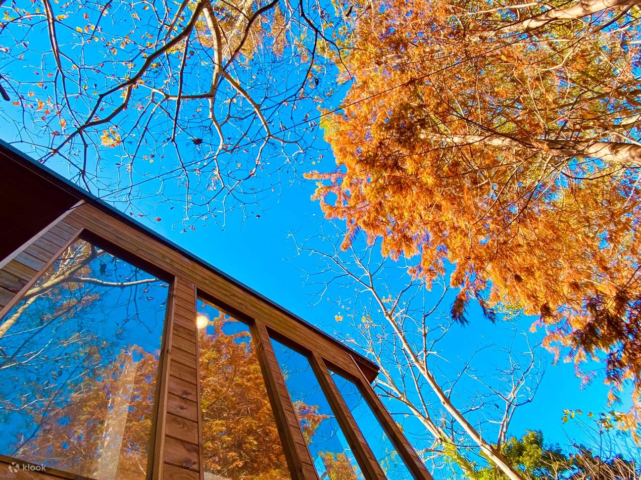 Боло́тный кипари́с