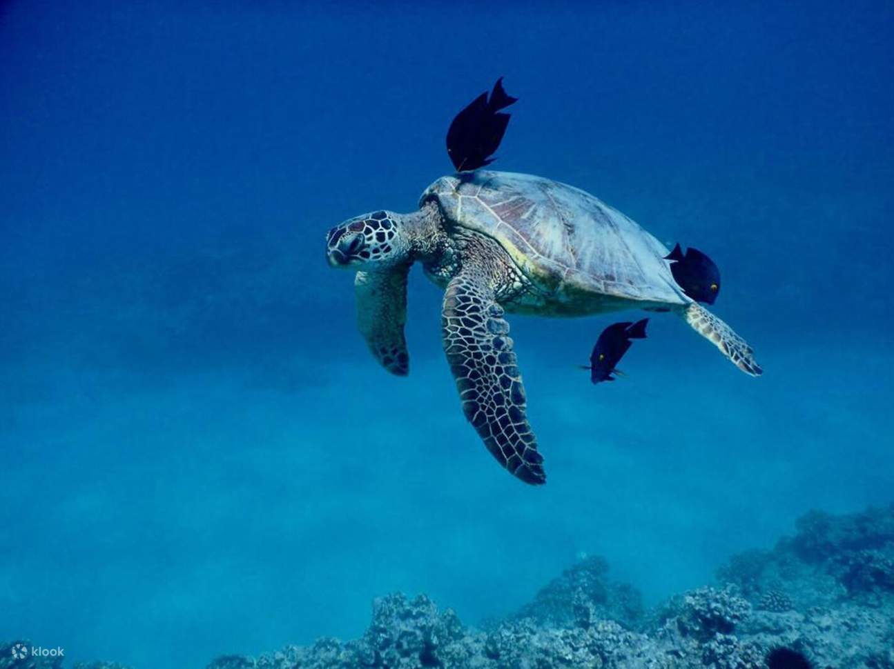 Ciptakan kenangan tak terlupakan sambil menjelajahi keindahan bawah laut yang unik di Big Island of Hawaii
