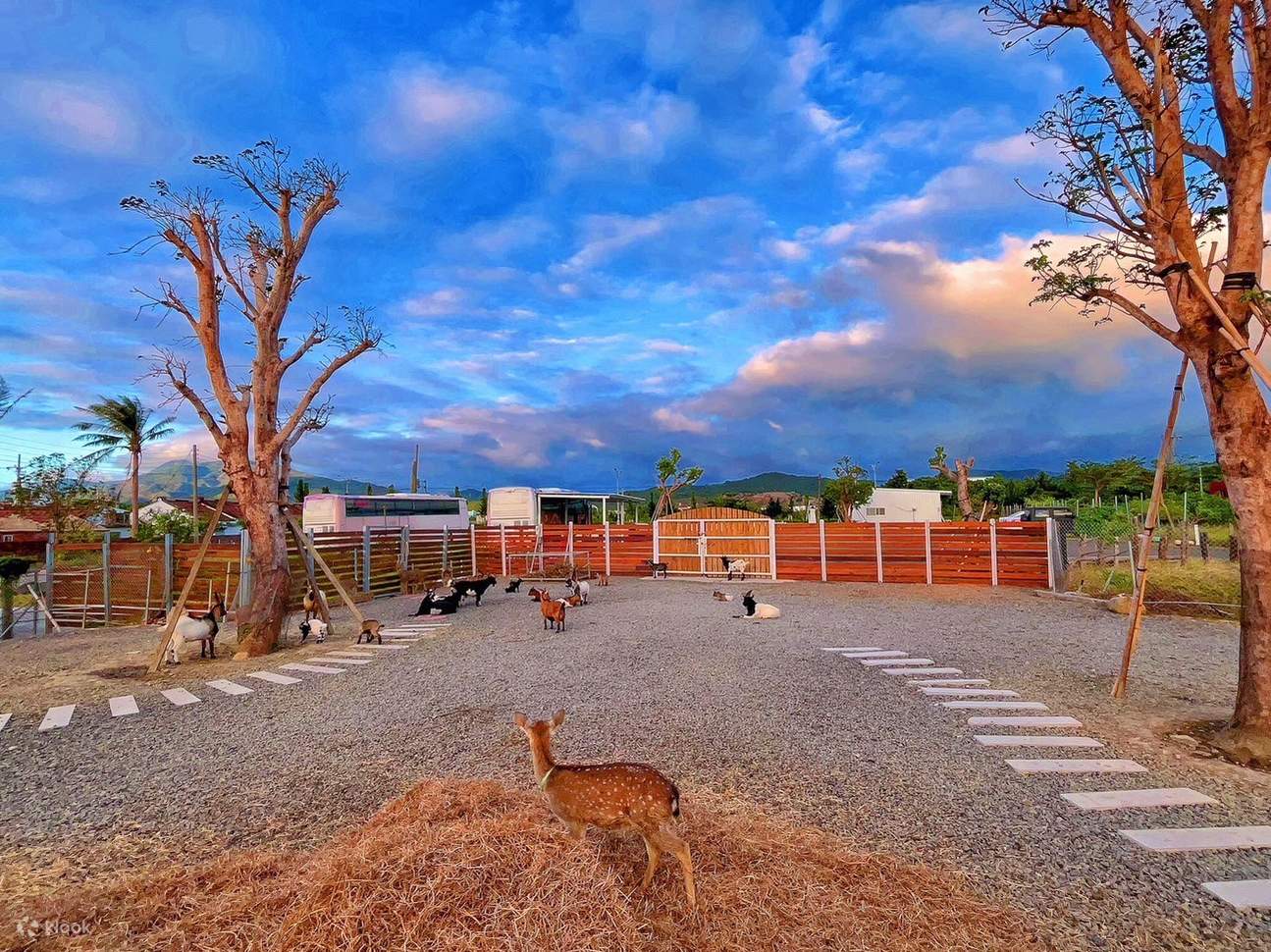 Входной билет в Экологический образовательный парк Кентинг Биг Вулф