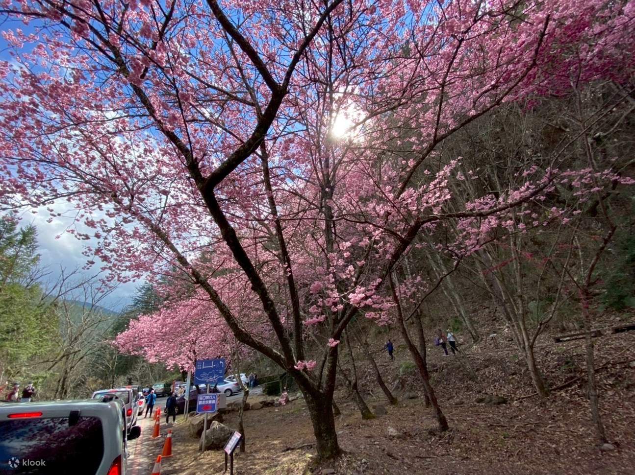 2026 Wuling Farm Cherry Blossom Season Day Tour (Departure from Taipei ...