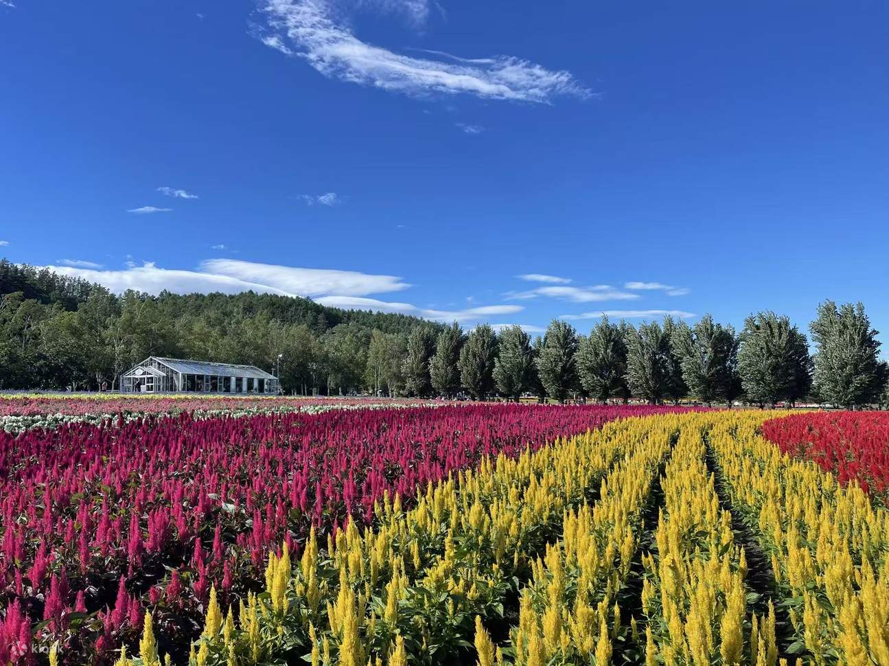 北海道旭川富良野季節限定日帰りツアー：四季彩の丘で花見/冬の旭山