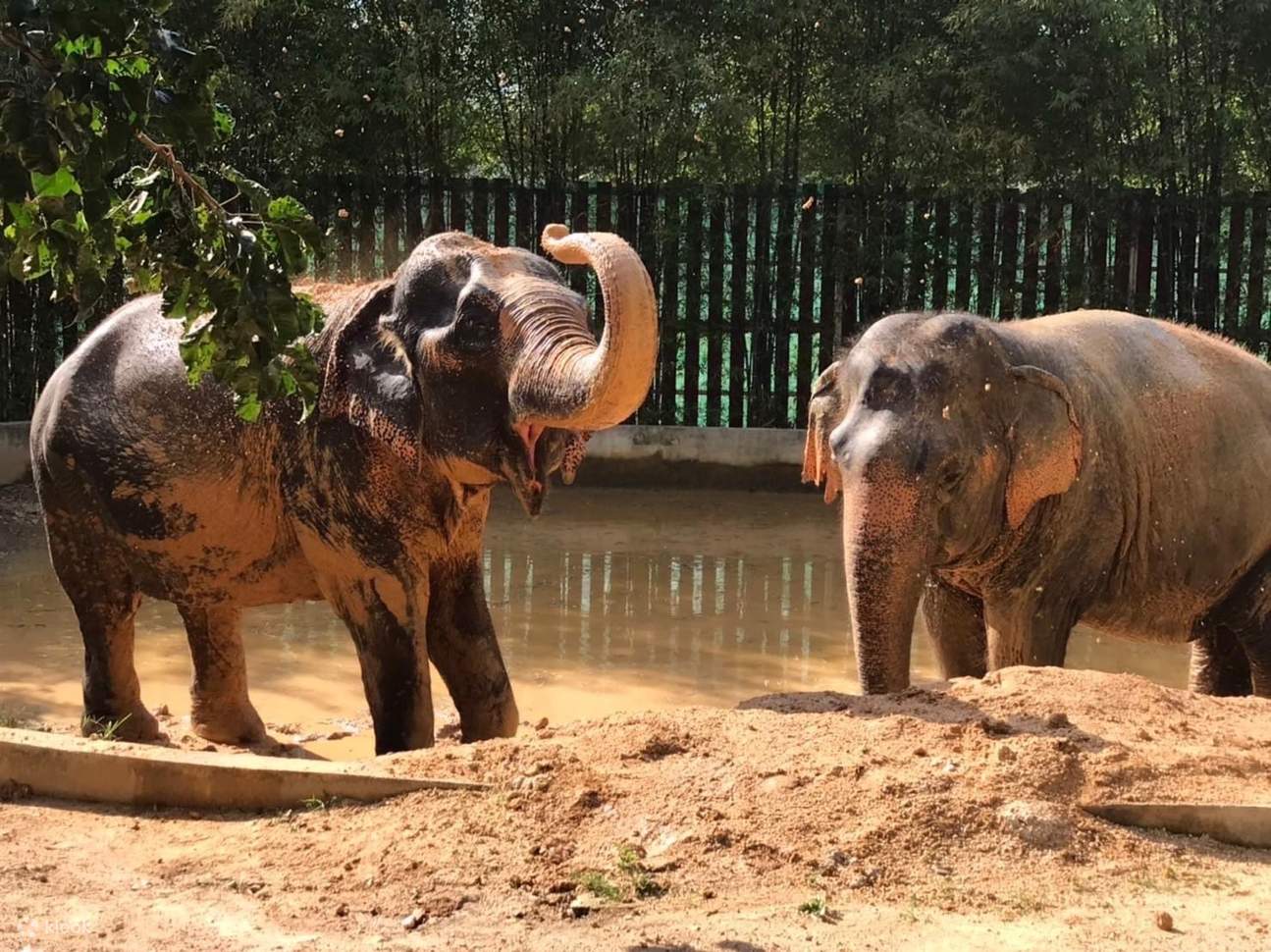 Samui Elephant Home Esperienza di Mezza Giornata Dedicata alla Cura degli Elefanti