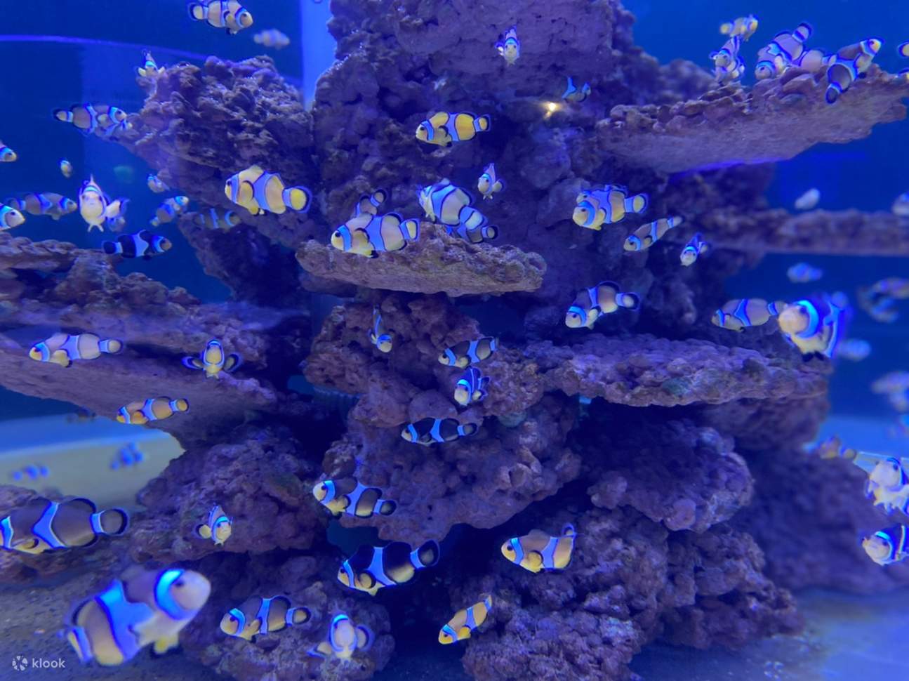 Acuario Inteligente Oceánico de Chaojing