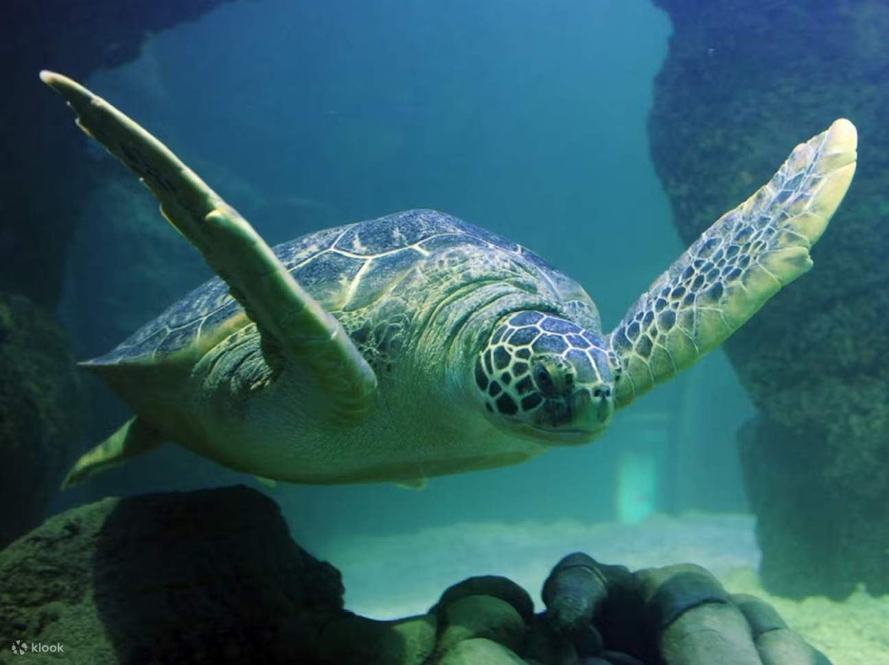 Lihat belut moray hijau meliuk-liuk keluar dari gua di Stingray Bay dari dekat, pengalaman yang tak terlupakan