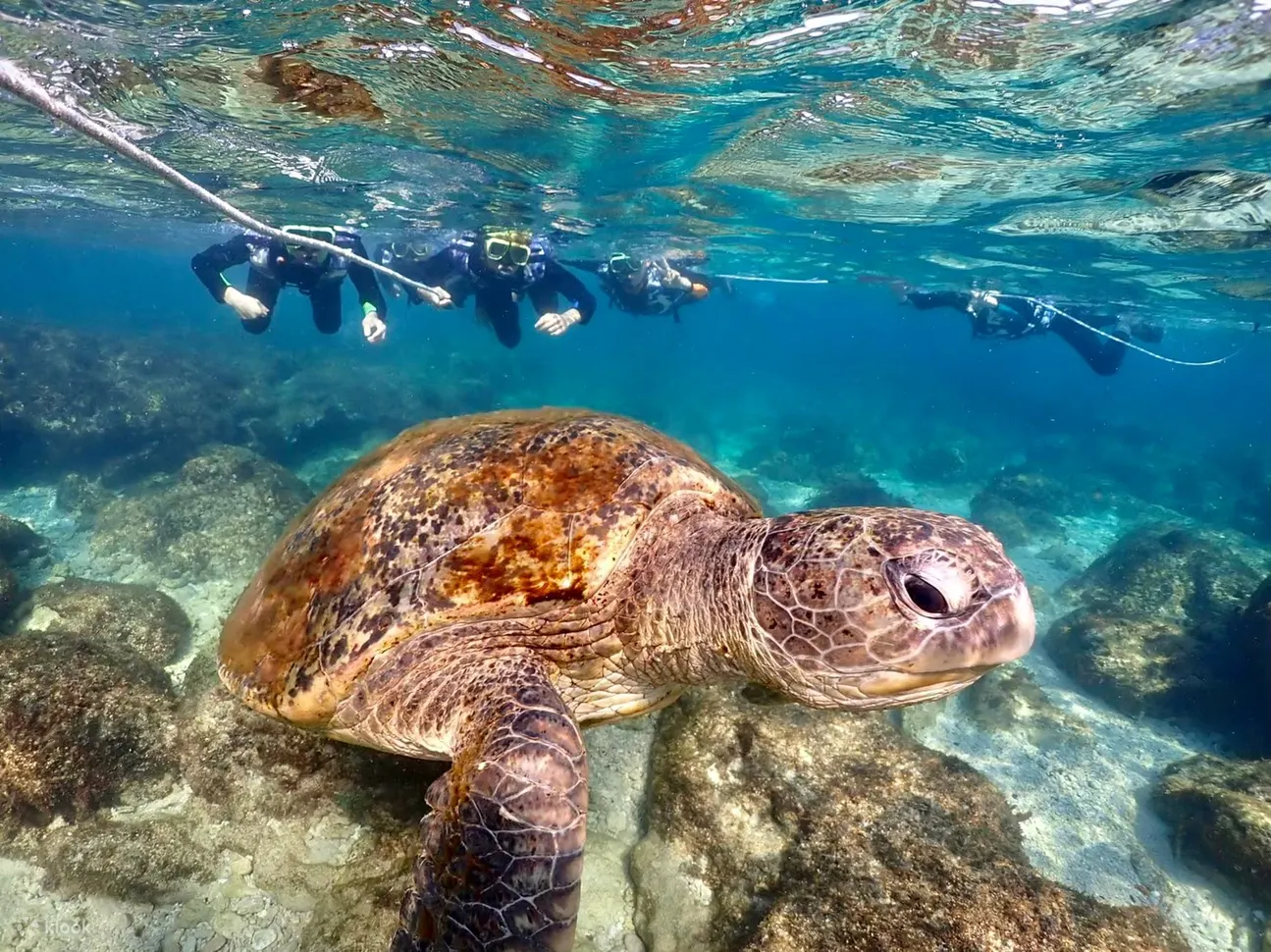 海龟