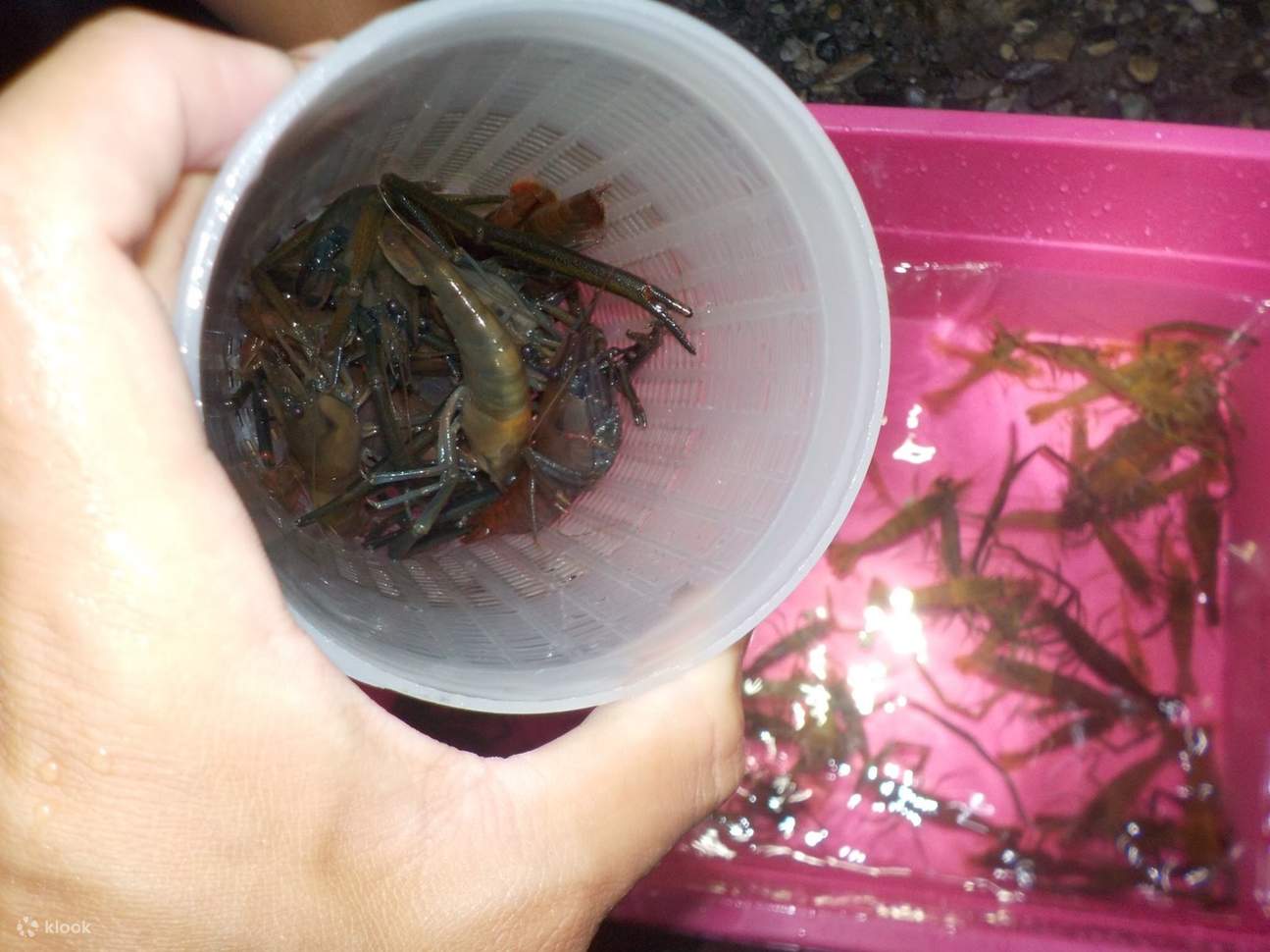 Hualien Nighttime Stream Prawn Catching