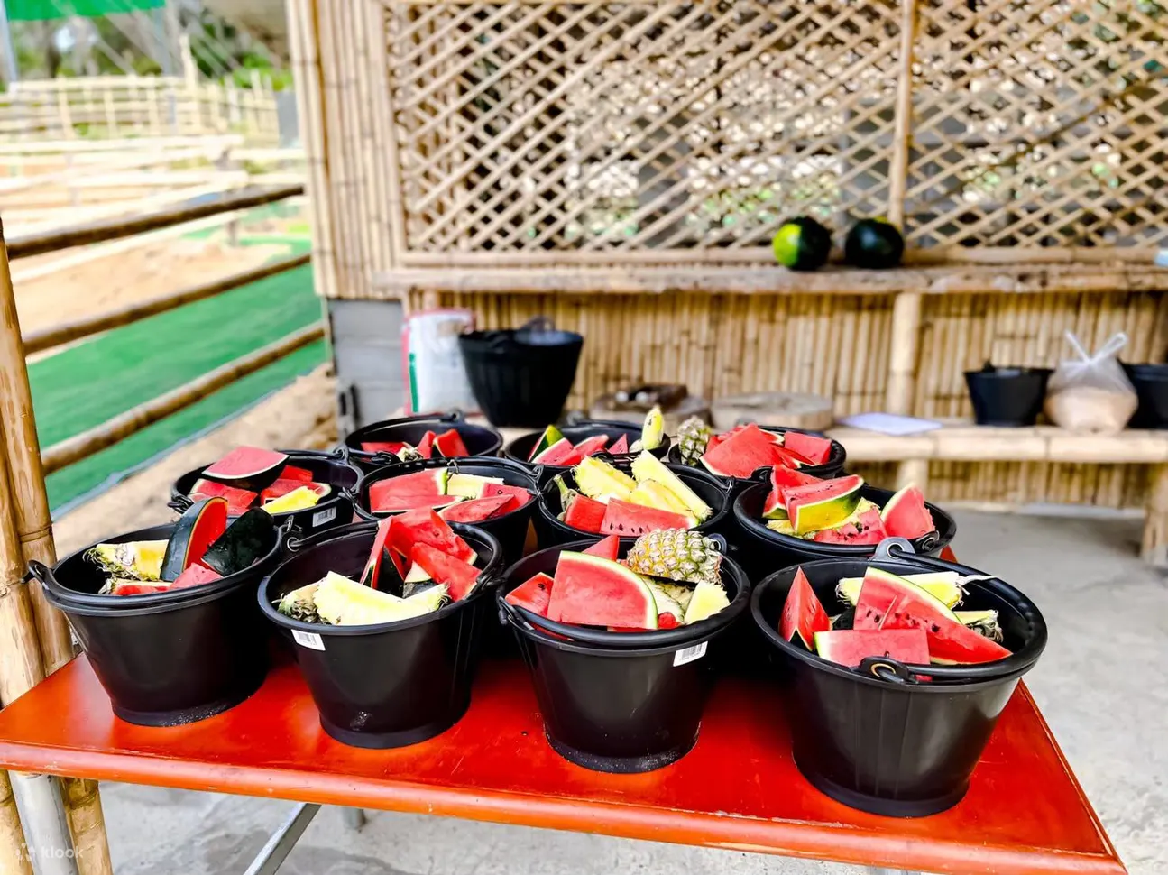 为大象提供健康零食