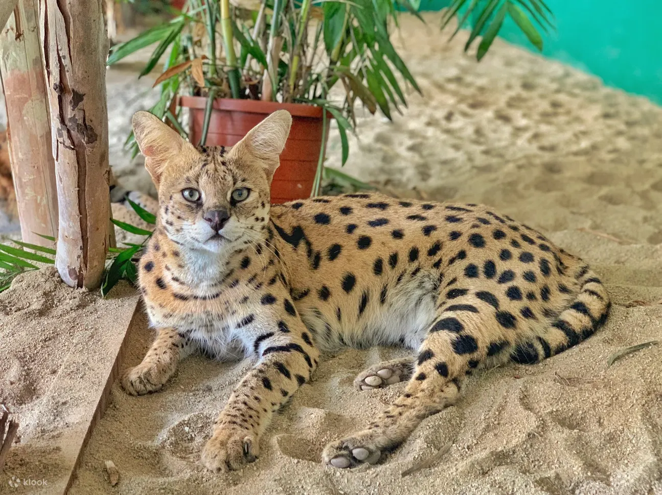 頑皮世界野生動物園