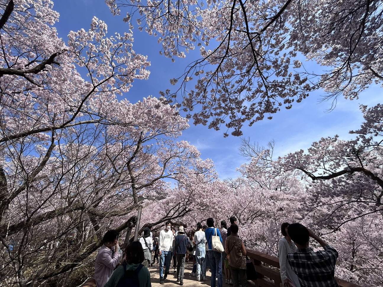 高遠城址公園＆恵那峡お花見日帰りバスツアー（名古屋発） - Klook