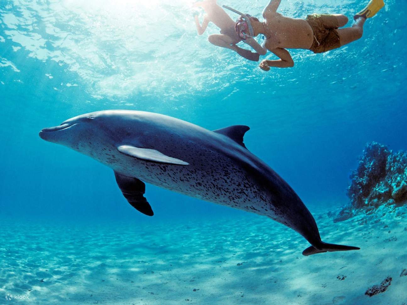 Nage avec les dauphins, excursion VIP de plongée en apnée avec déjeuner - Hurghada
