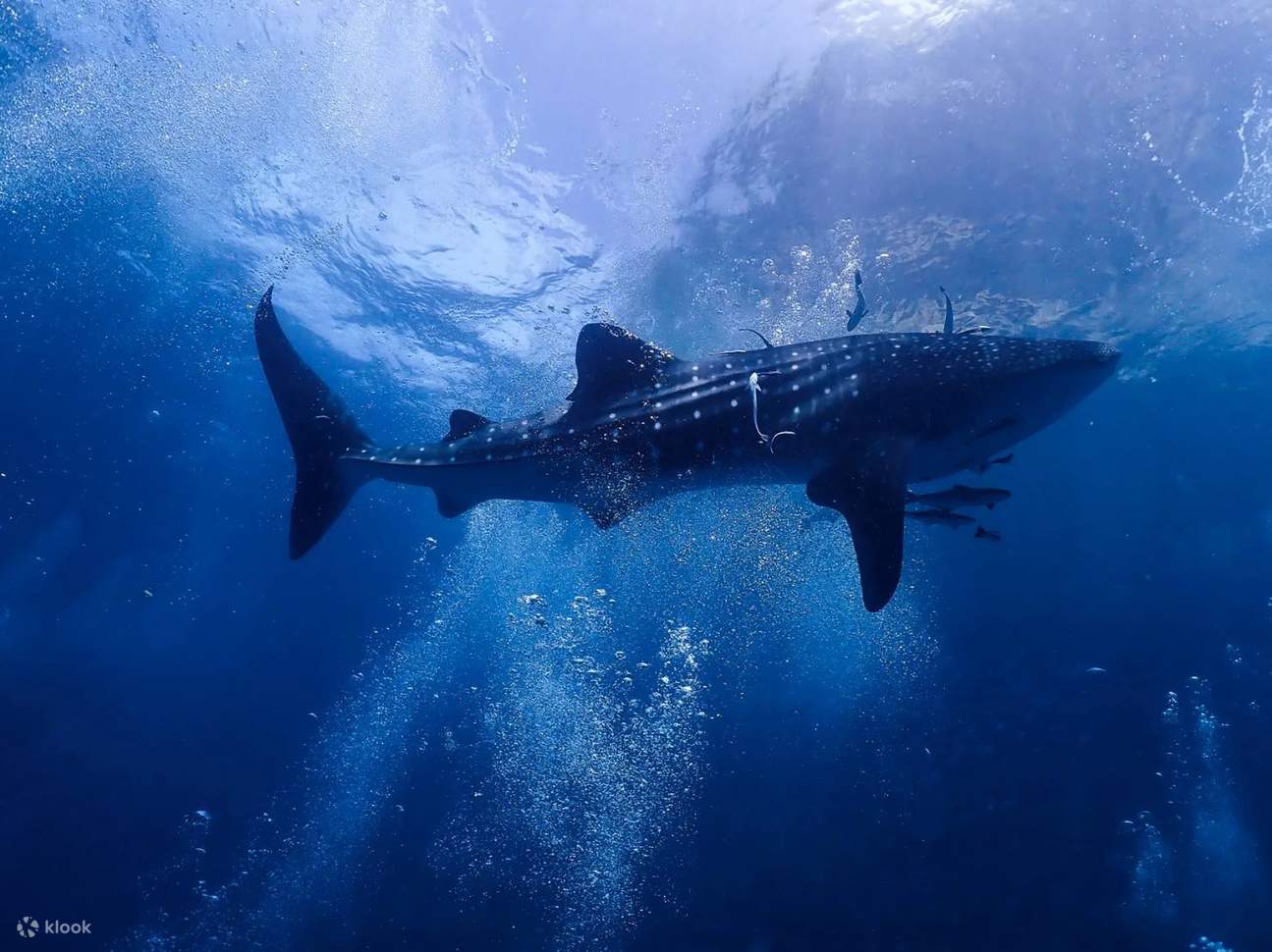 Immergiti nel brivido dell'ignoto a Koh Phi Phi: la tua certificazione PADI Open Water Diver potrebbe offrirti l'entusiasmante opportunità di avvistare la maestosa balena squalo che solca le profondità.