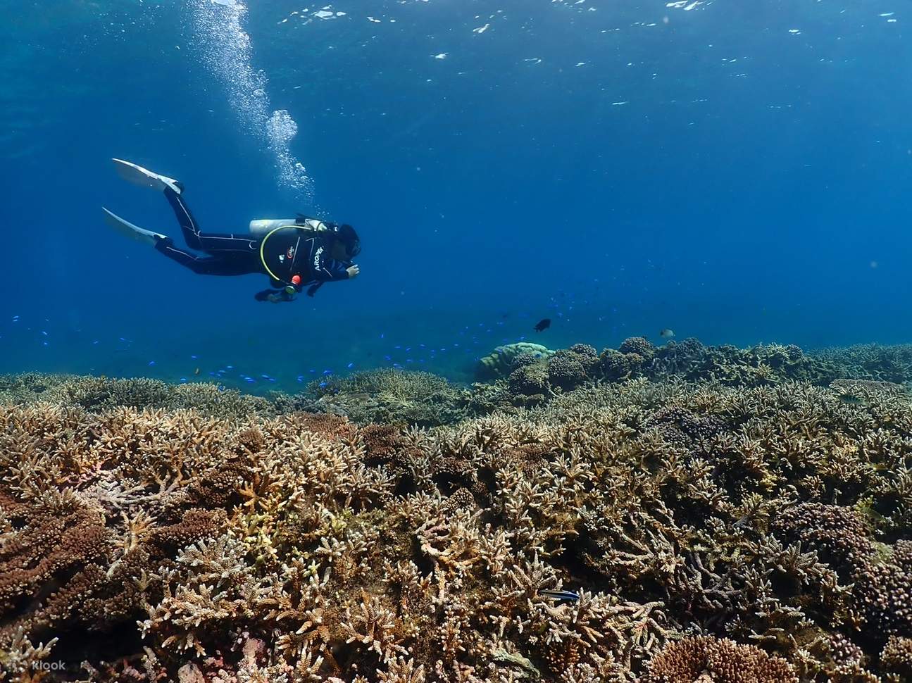 海底郵筒體驗潛水