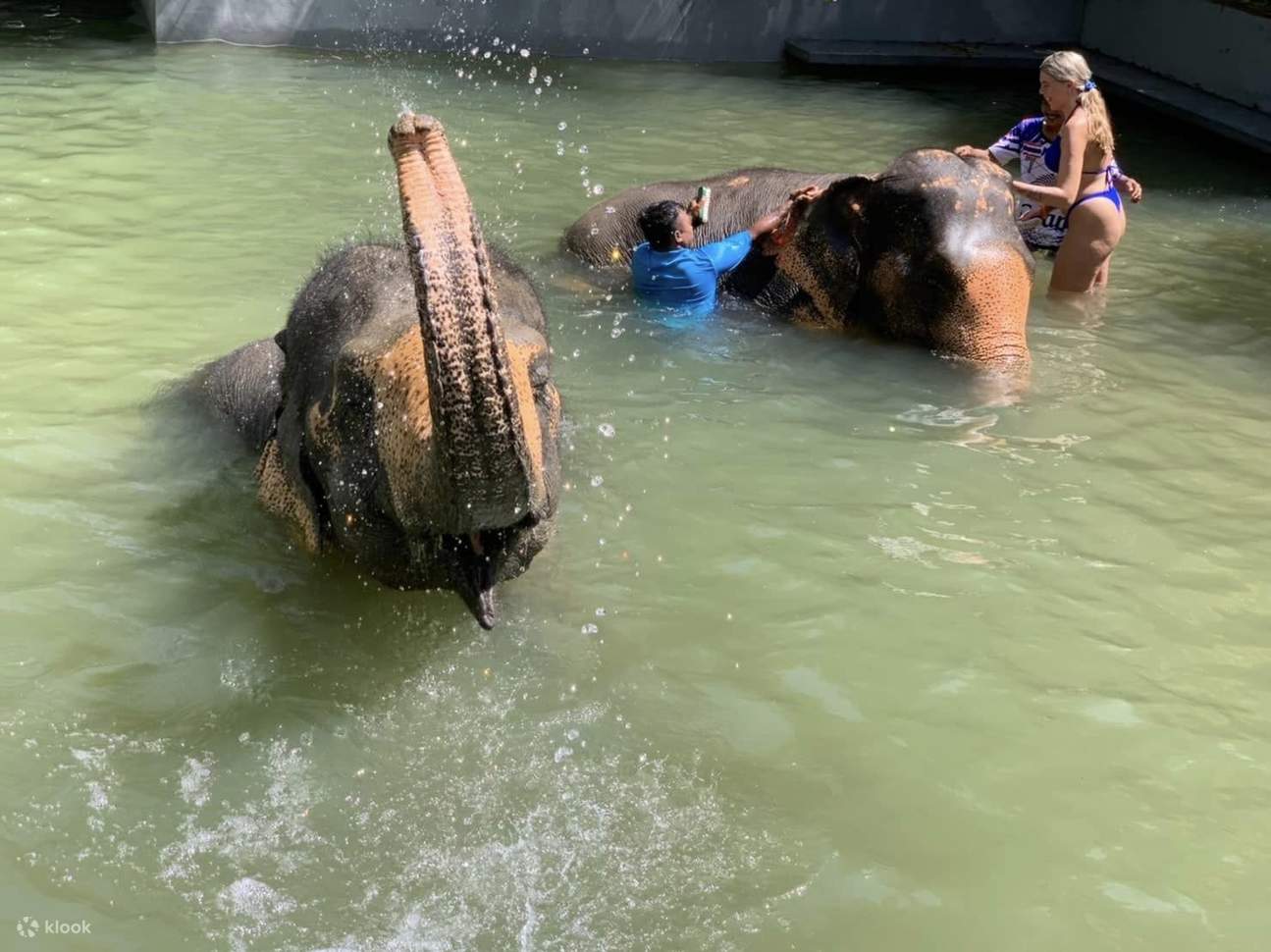 Saksikan gajah mandi atau mandikan mereka