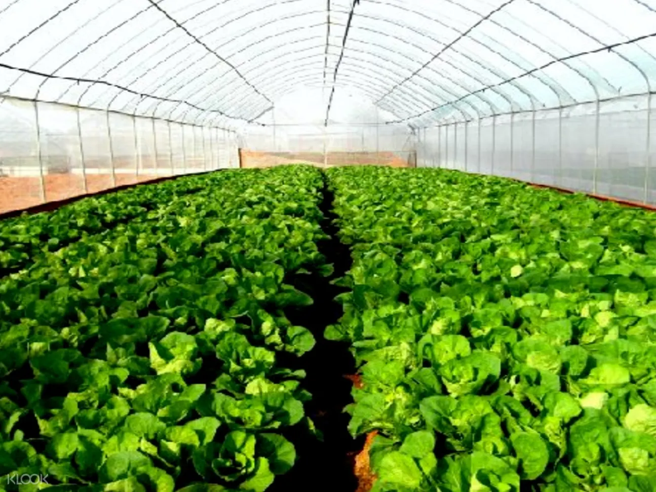 Full Day Vegetables Farm and Shopping Join In Walking Tour Klook