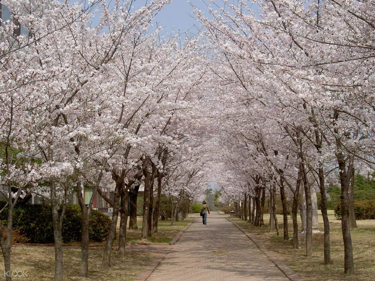 Chasing Cherry Blossoms Tour from Busan - Klook